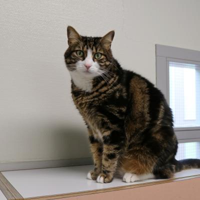 Zimba